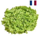 Salade Batavia x1, origine France